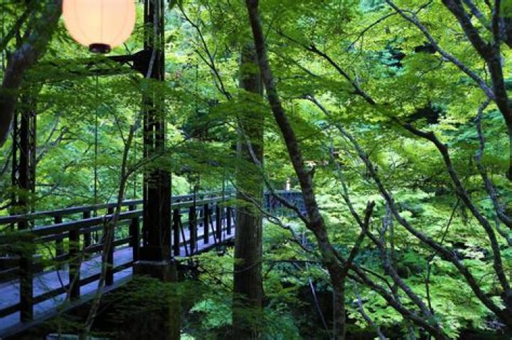 もみじ川芝生広場で楽しむ、散策・写真・家族時間のコツ